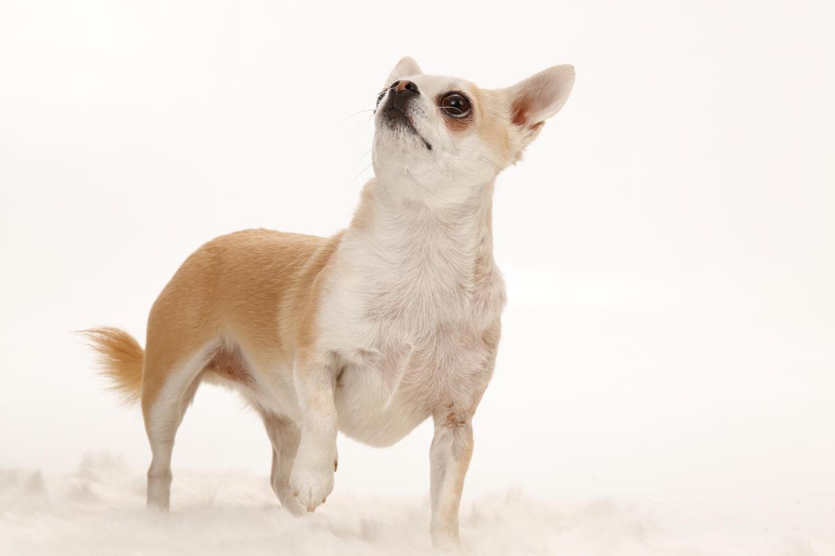 Photos animaux - Virginie FAVREL, photographe à Vire